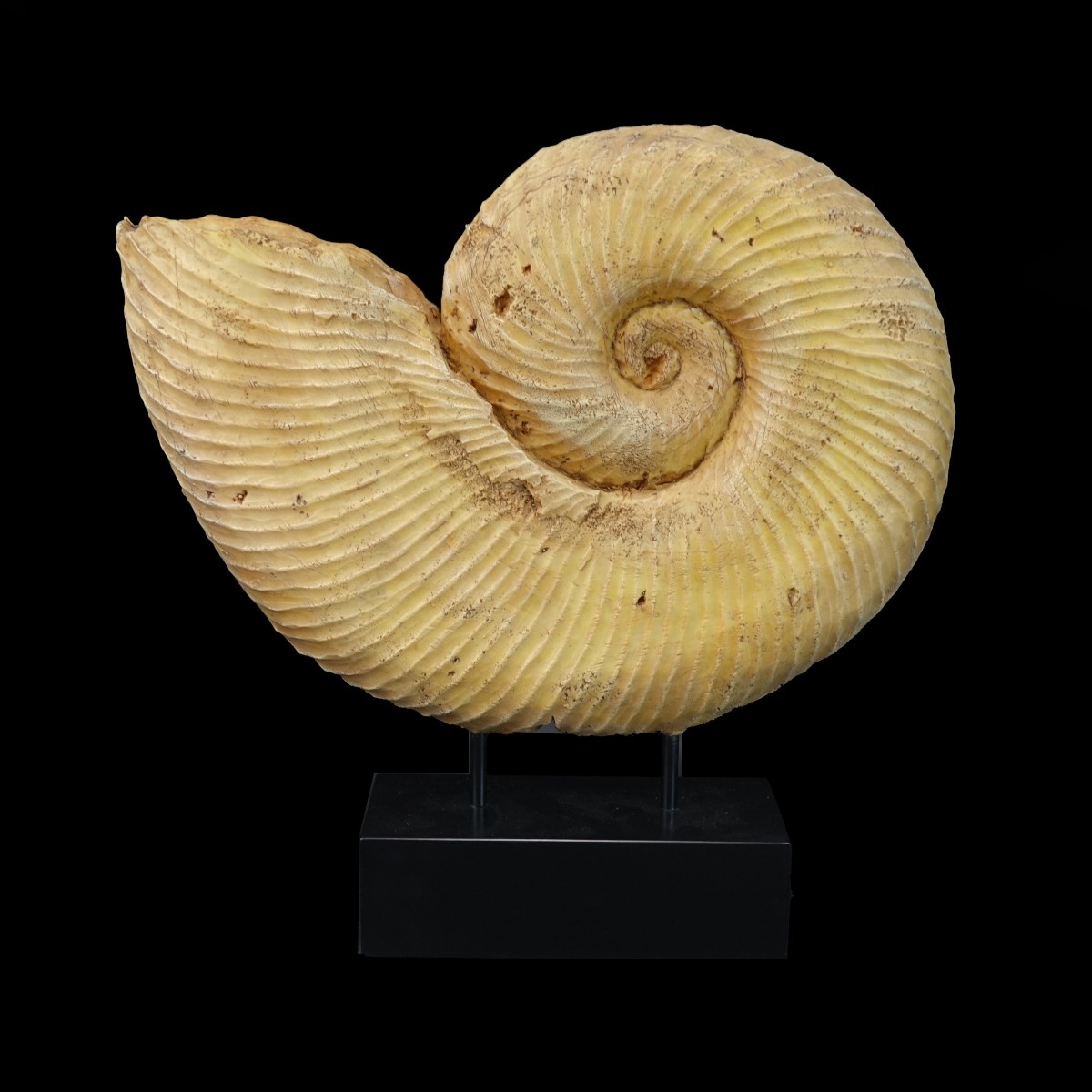 Nautilus Shell Sculpture