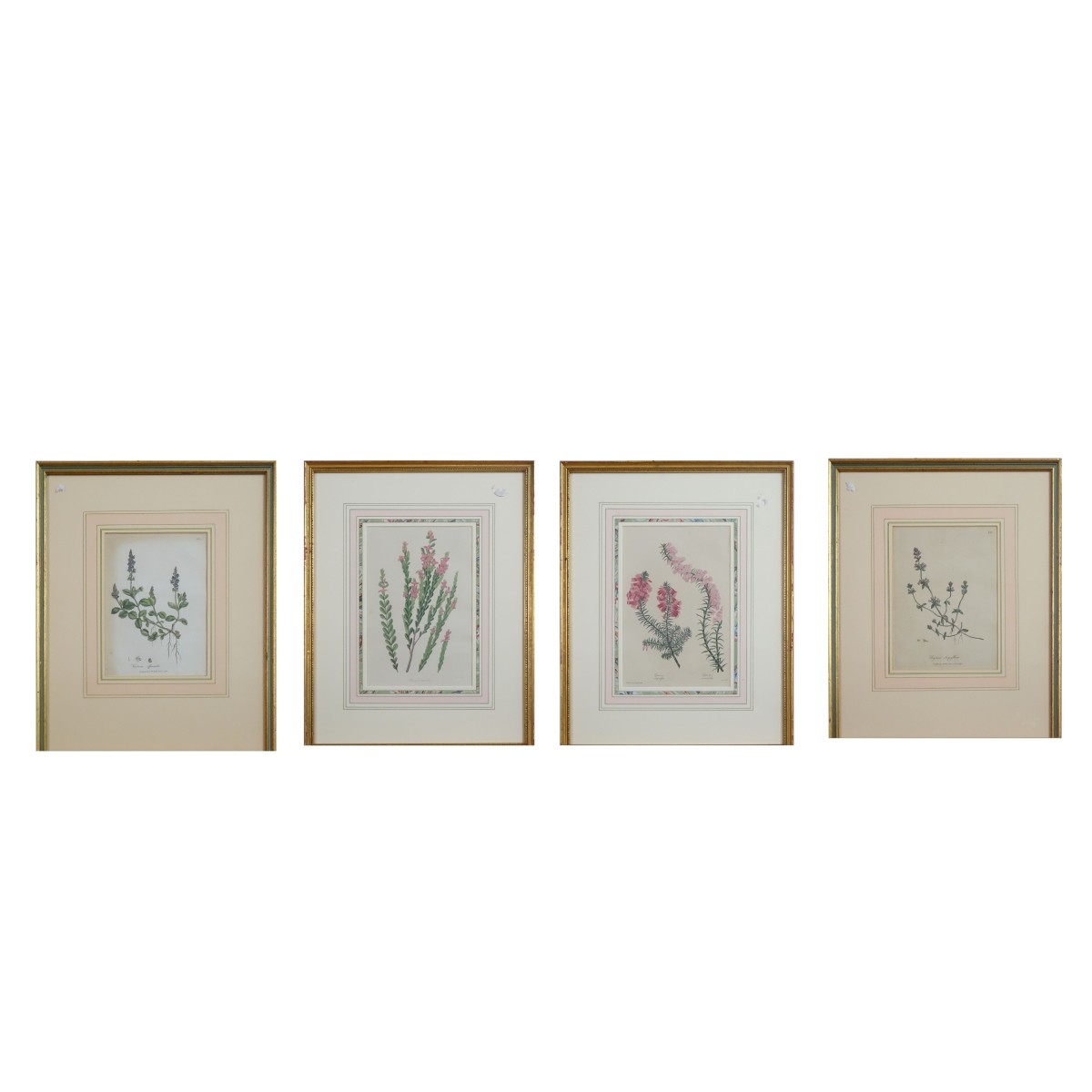 Four Botanical Prints