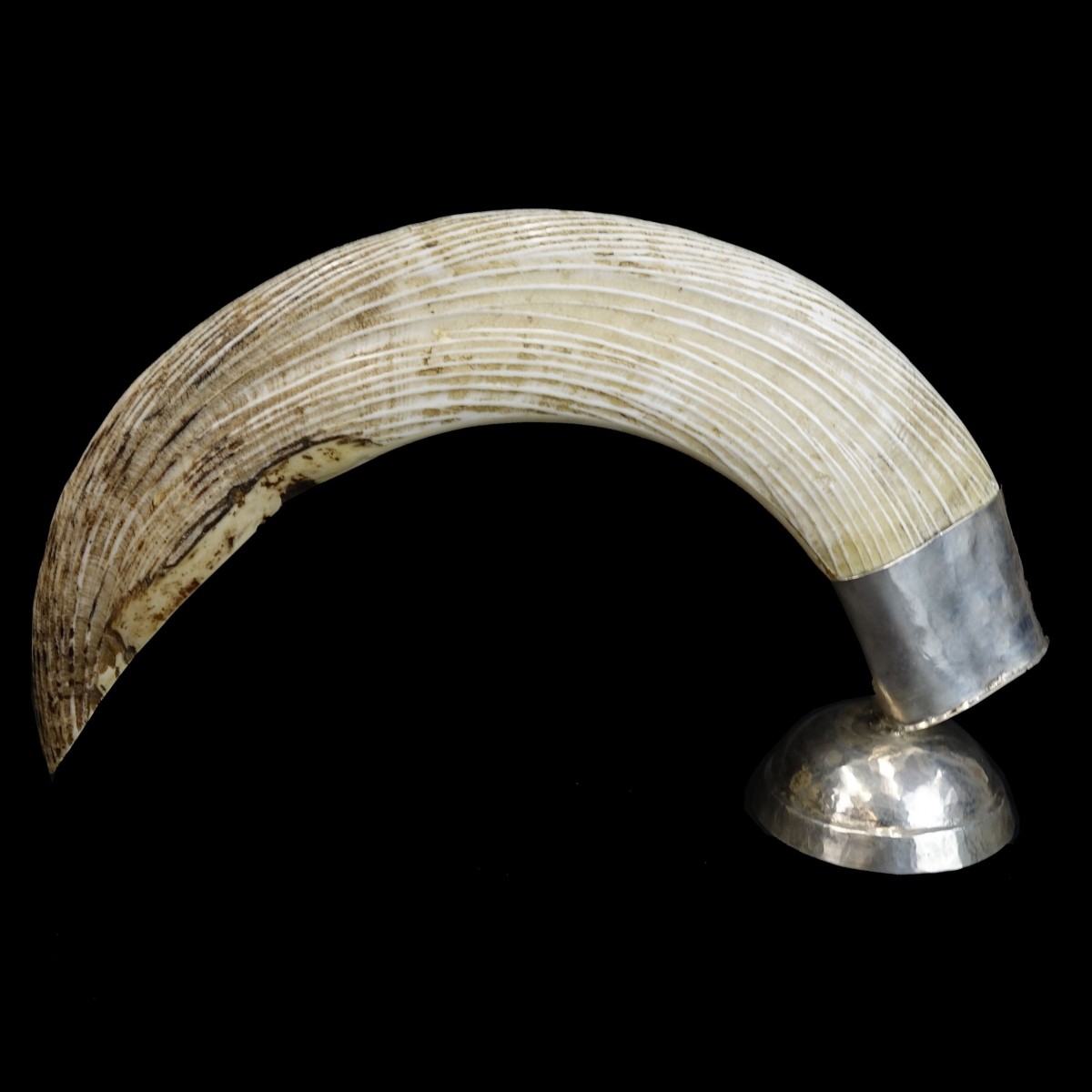 African Tusk