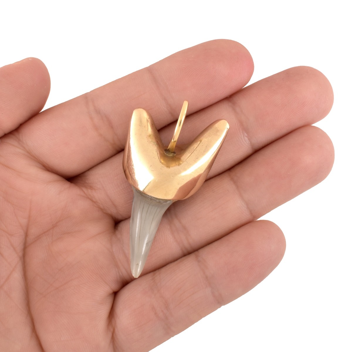 Shark Tooth and 14K Pendant