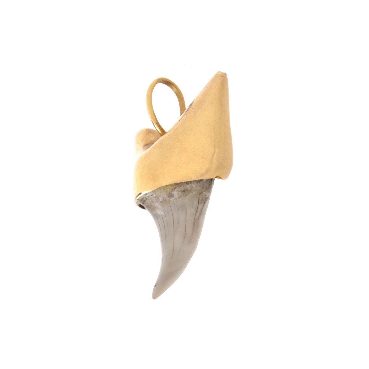 Shark Tooth and 14K Pendant