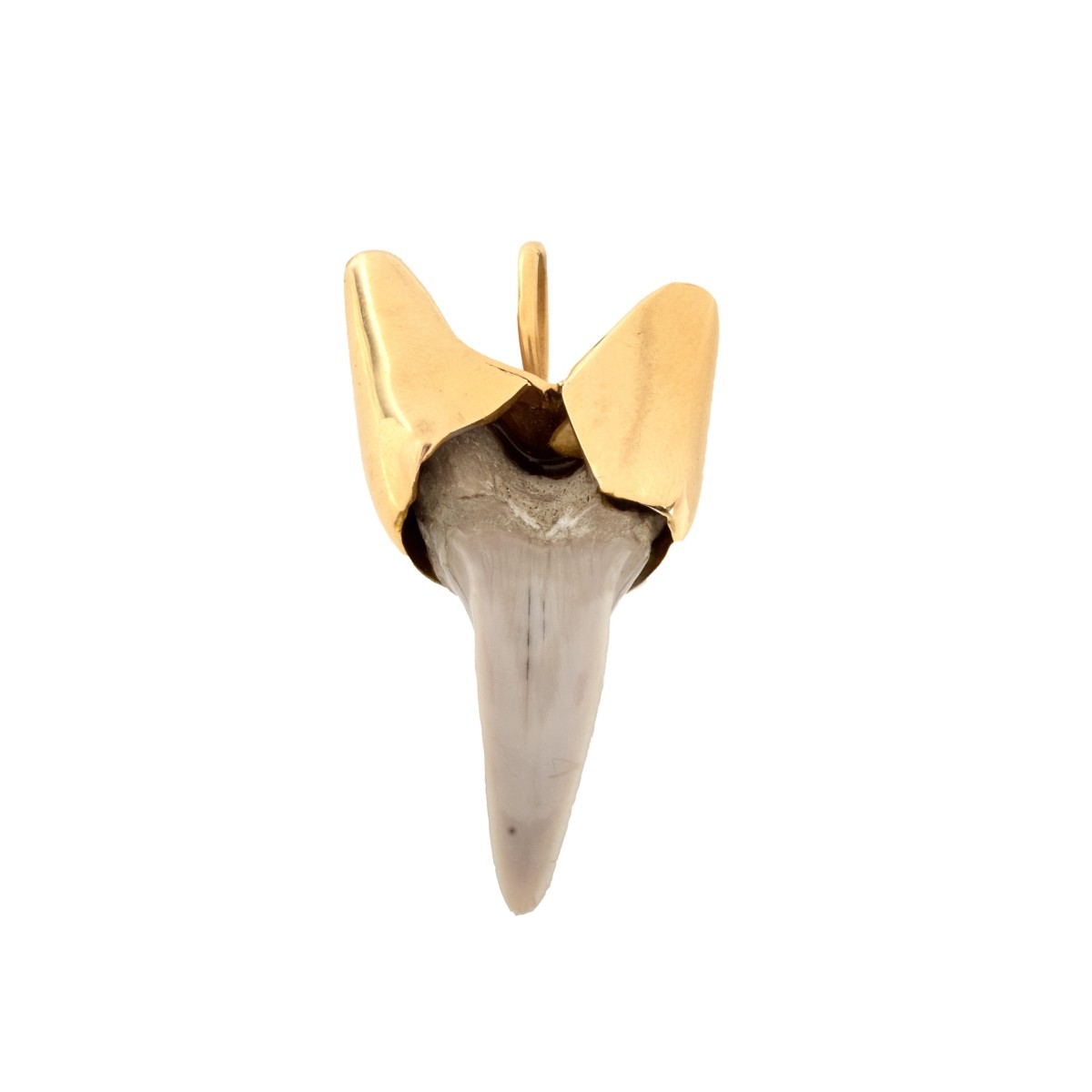 Shark Tooth and 14K Pendant