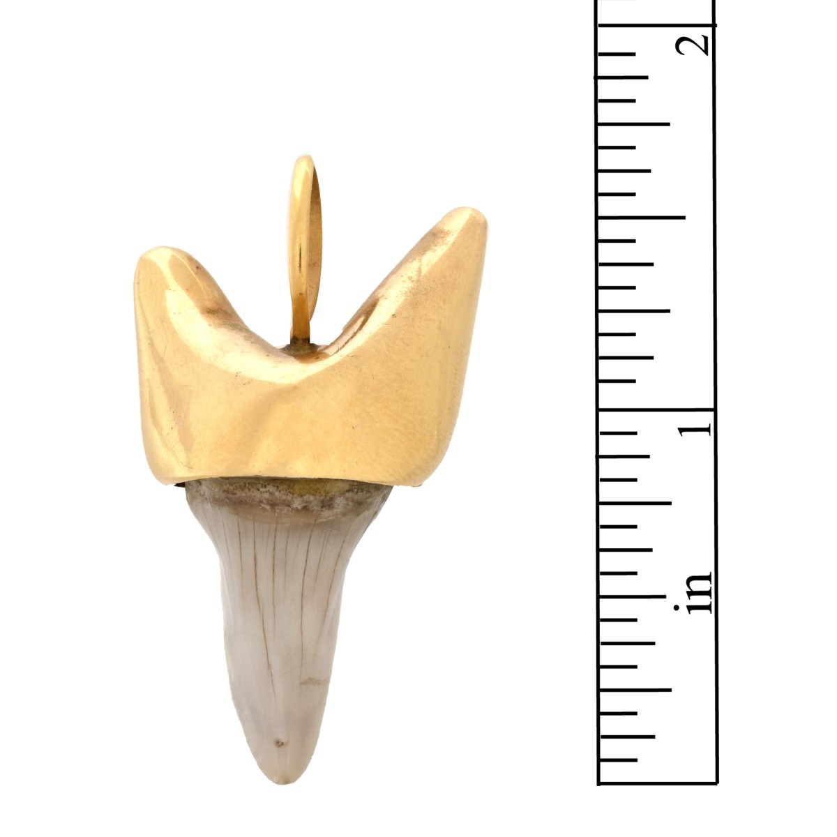 Shark Tooth and 14K Pendant