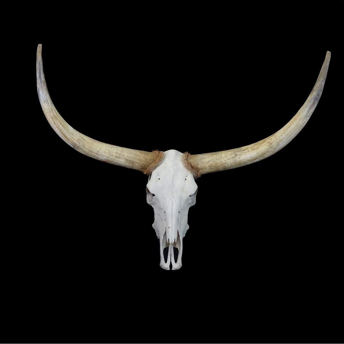 Yak Skull