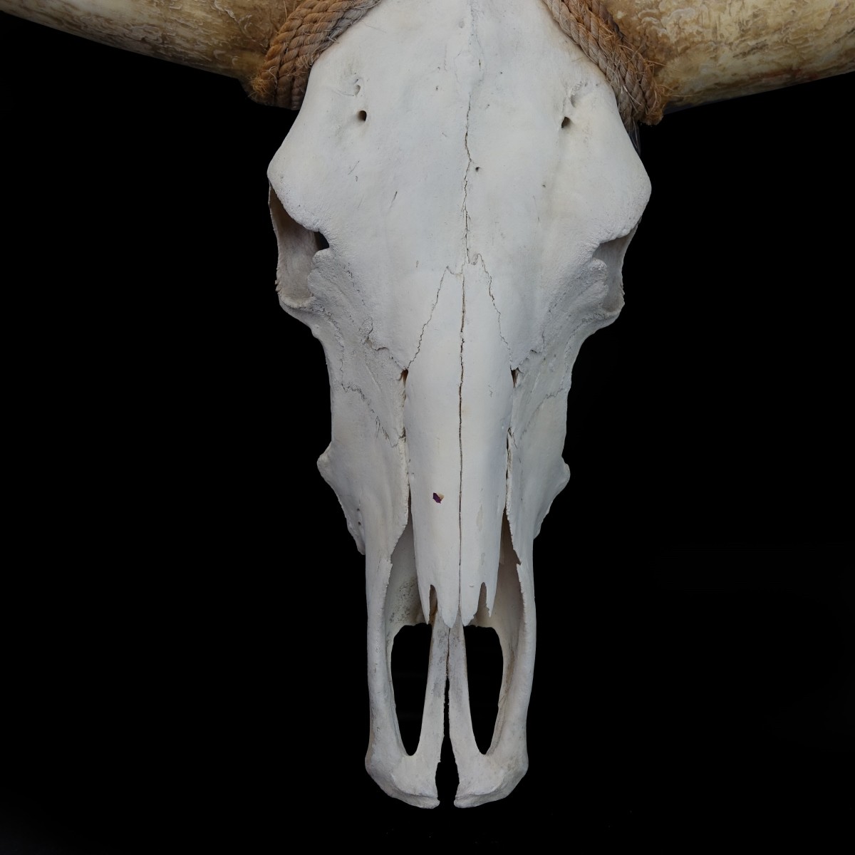 Yak Skull