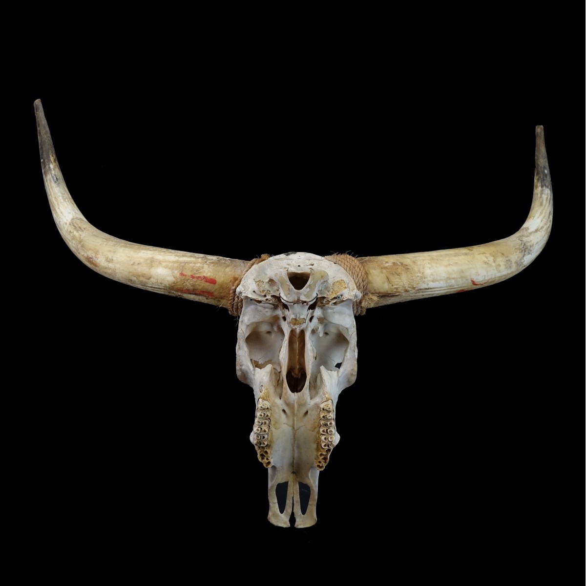 Yak Skull