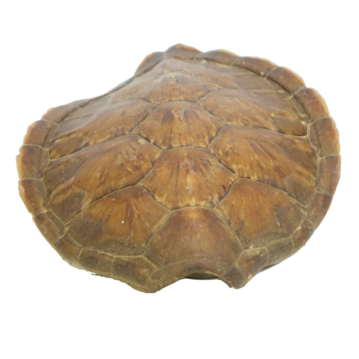 Turtle Shell