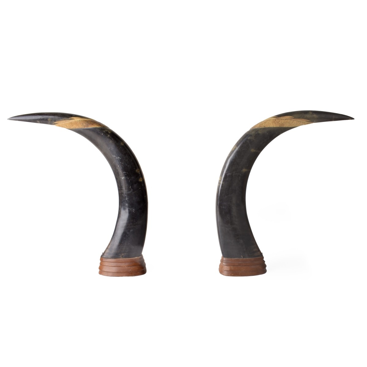 Pair of Japanese Water Buffalo Horns