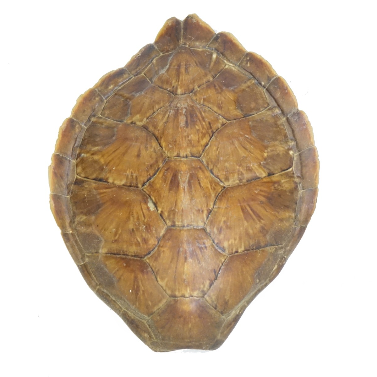 Turtle Shell