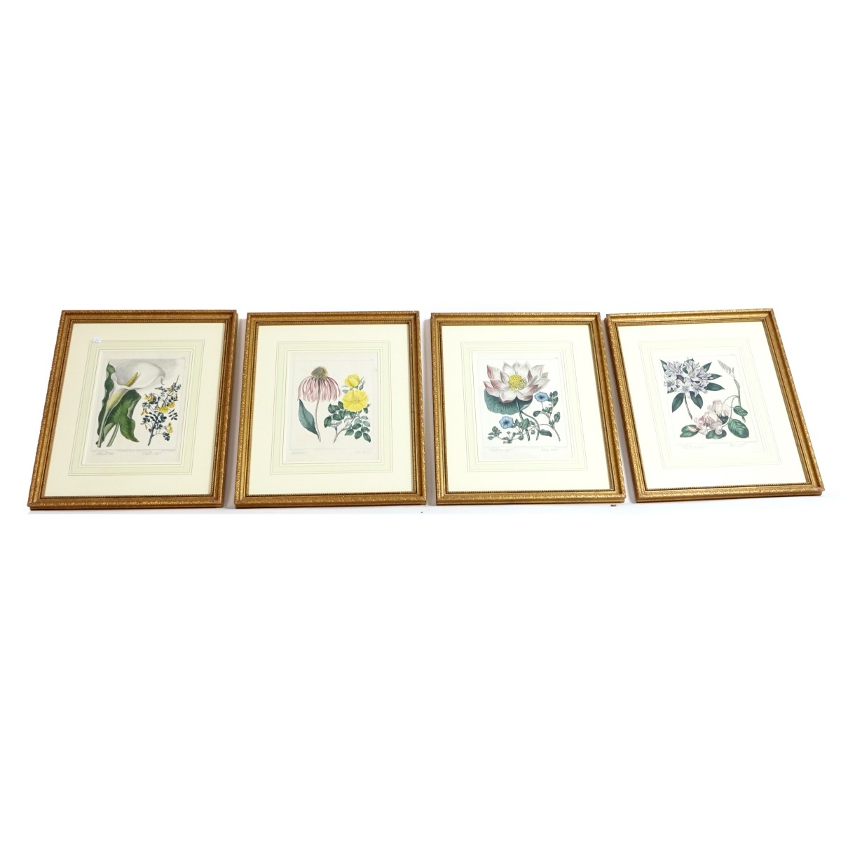 Four (4) Etchings "Botanical" Sanfom / Edwards