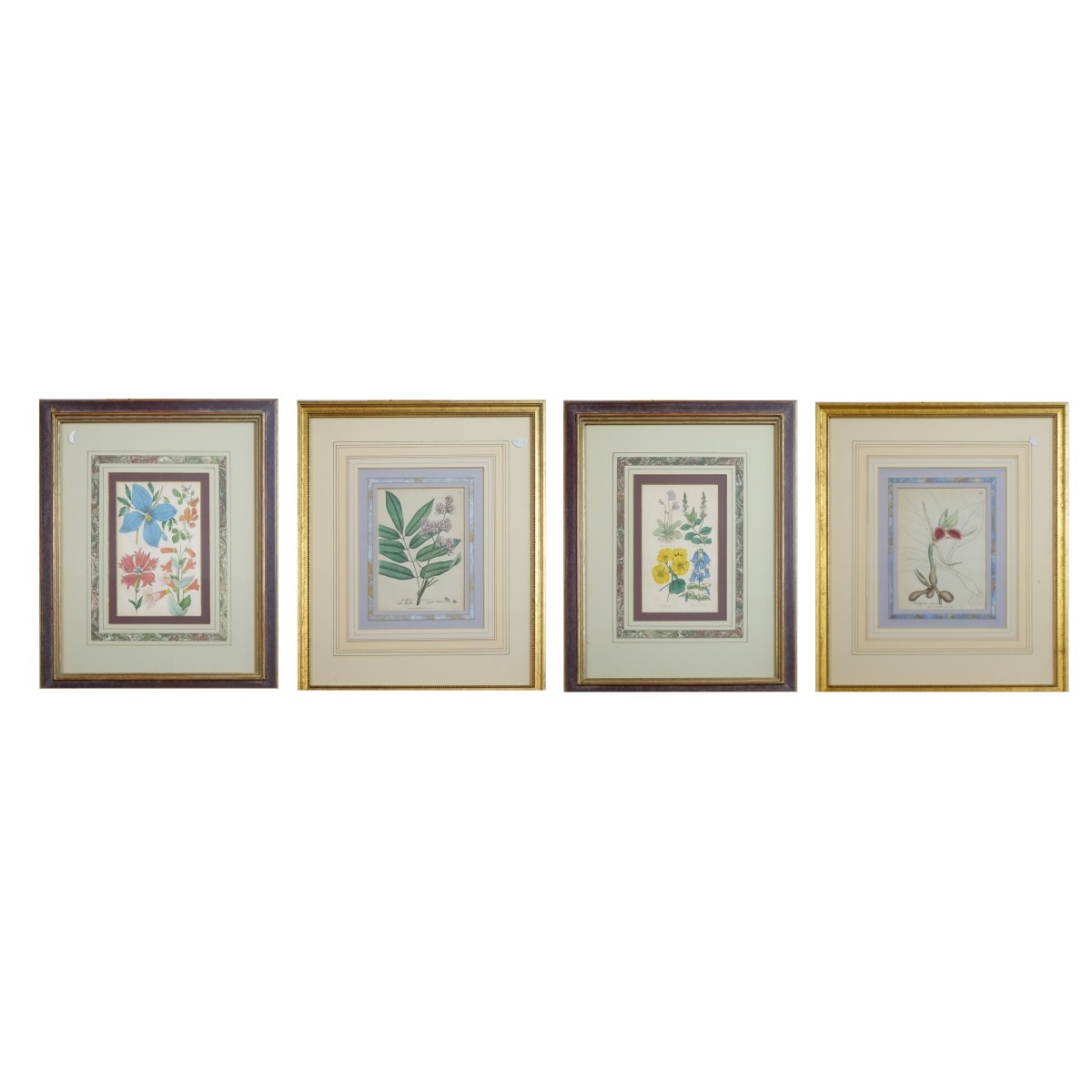 Four (4) Botanical Handcolored Engravings