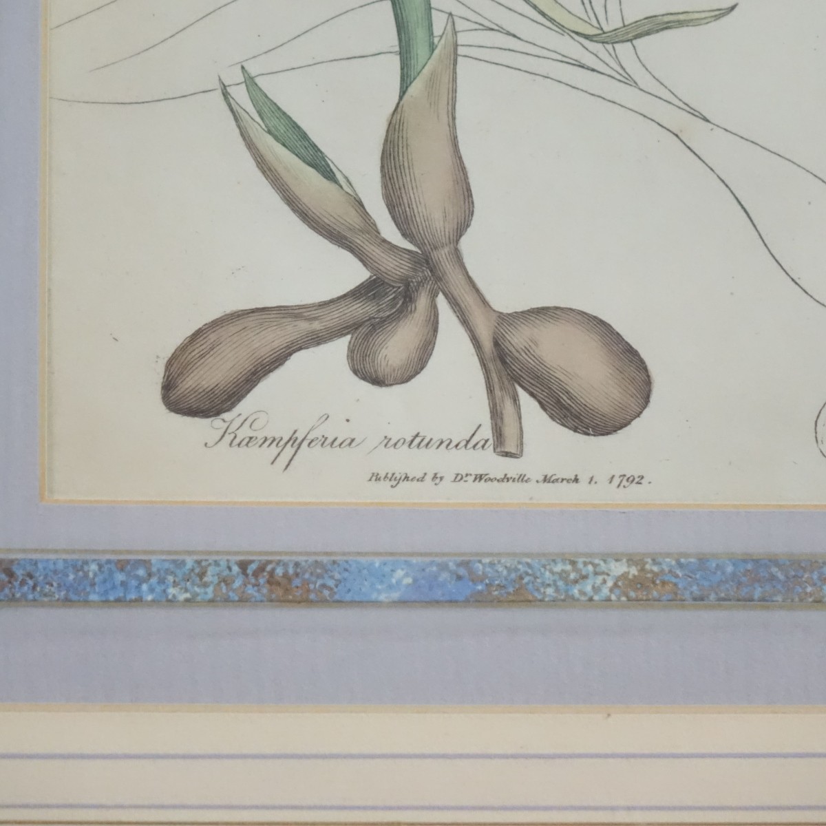 Four (4) Botanical Handcolored Engravings