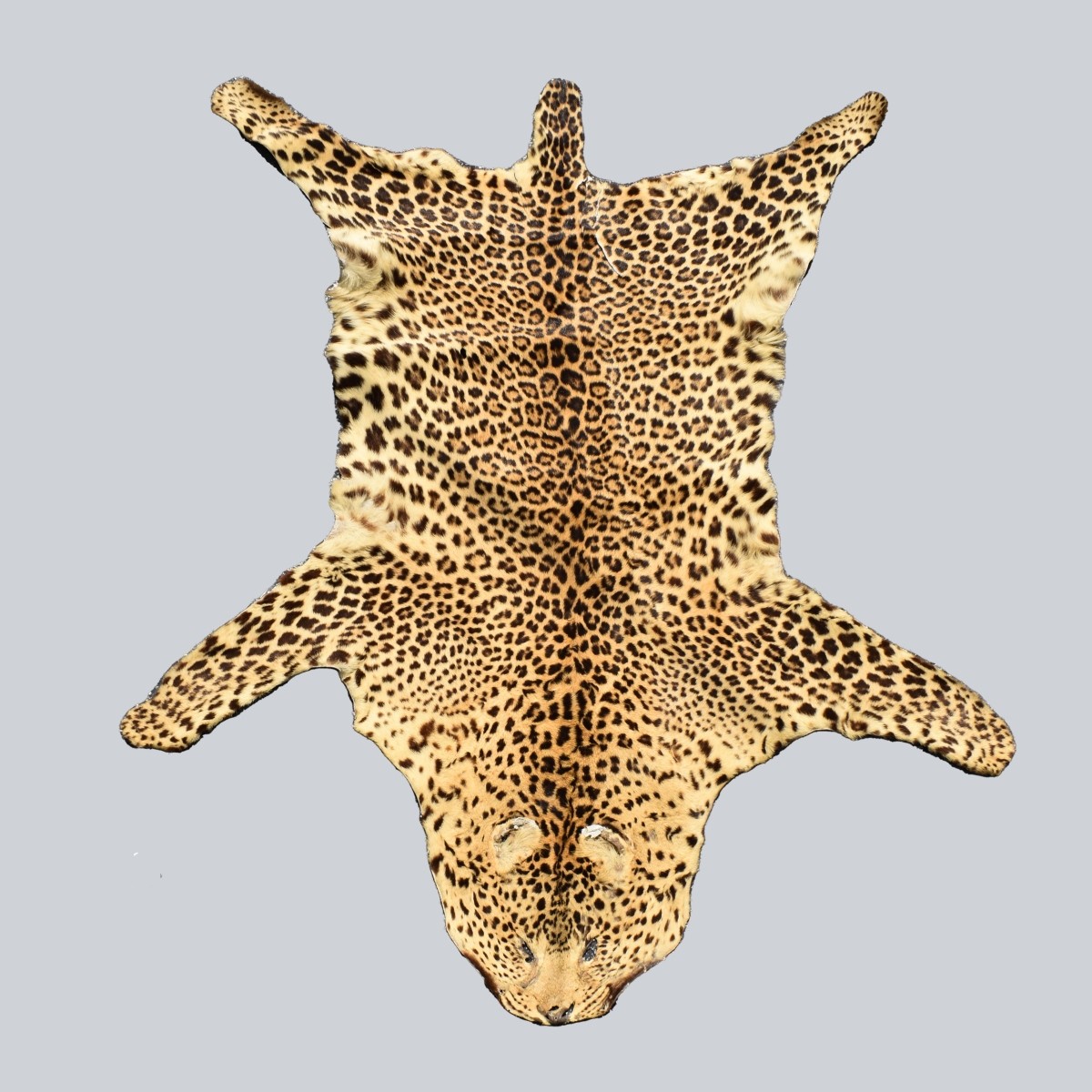 Genuine Leopard Skin Rug