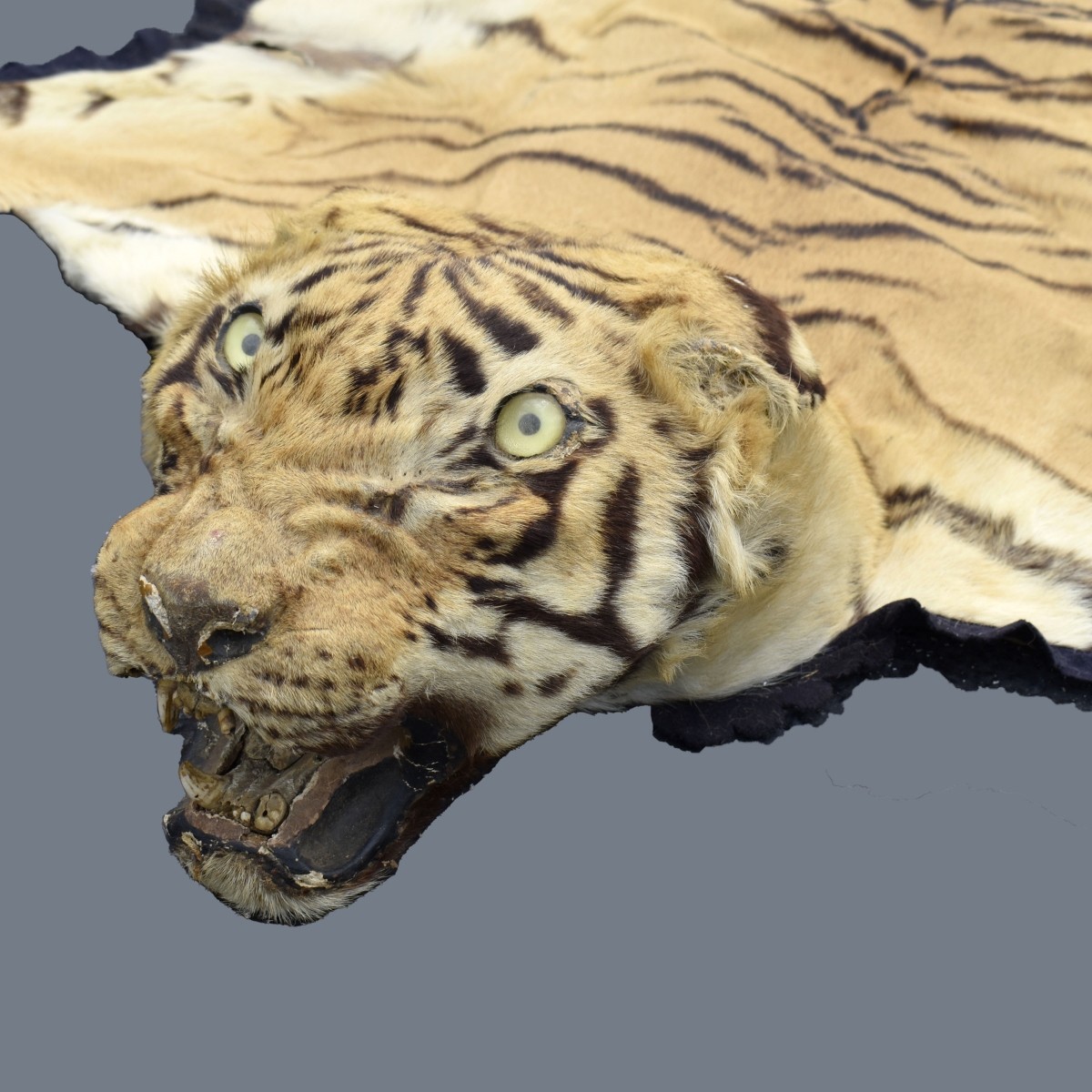 Genuine Tiger Skin Rug