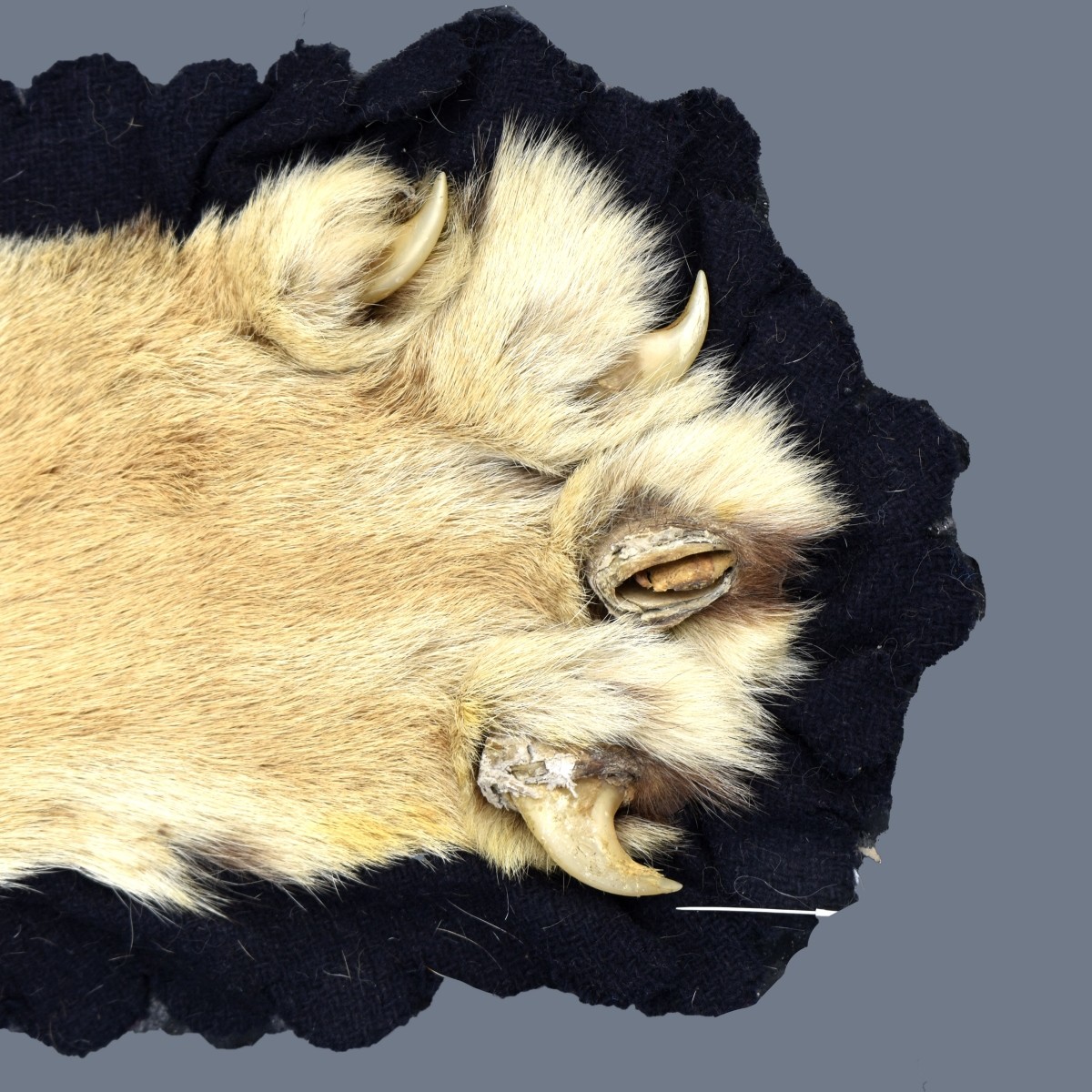 Genuine Tiger Skin Rug