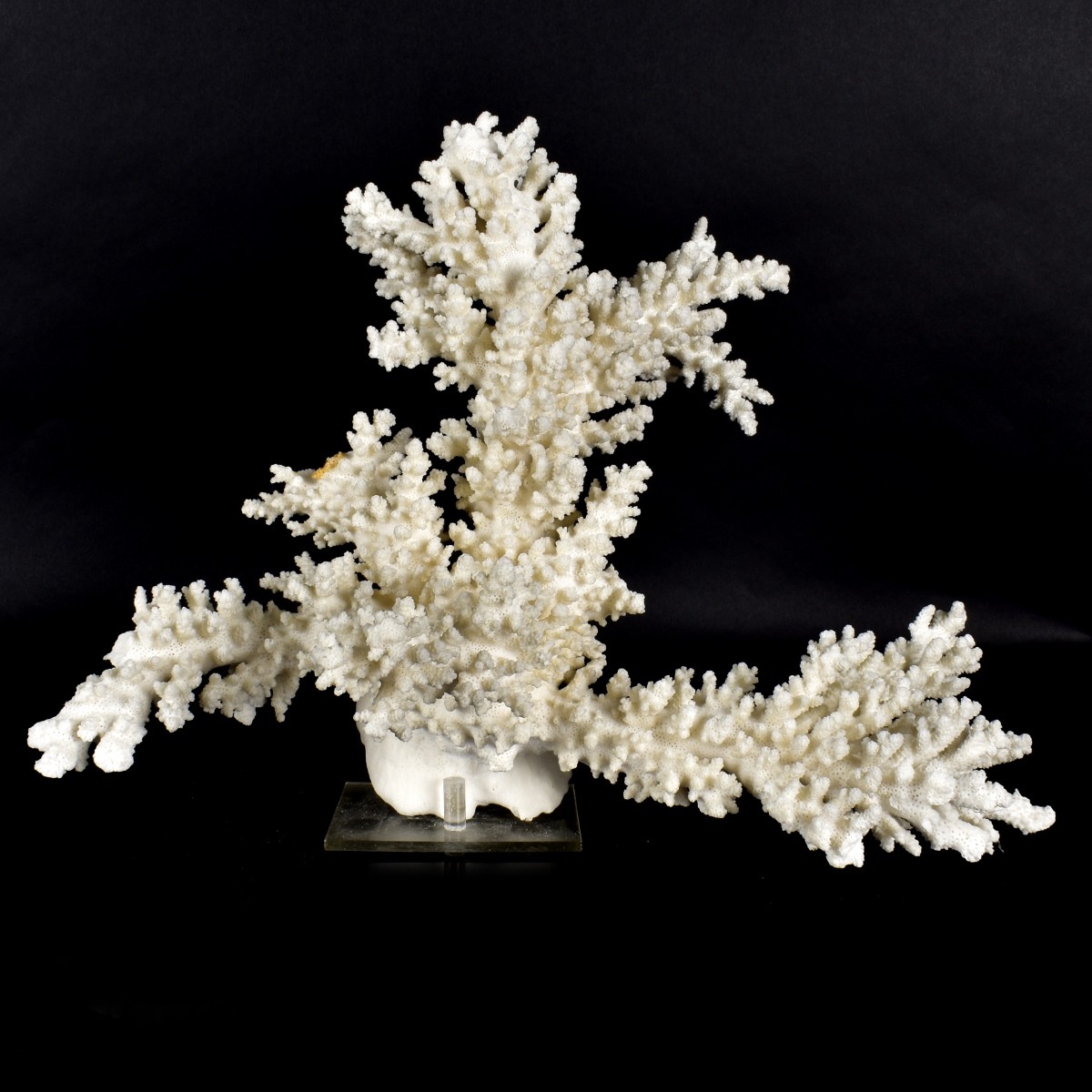 Large Natural Coral Specimen