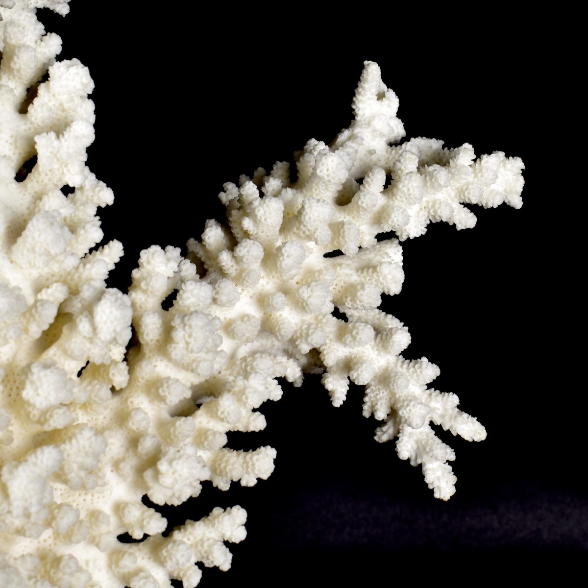 Large Natural Coral Specimen