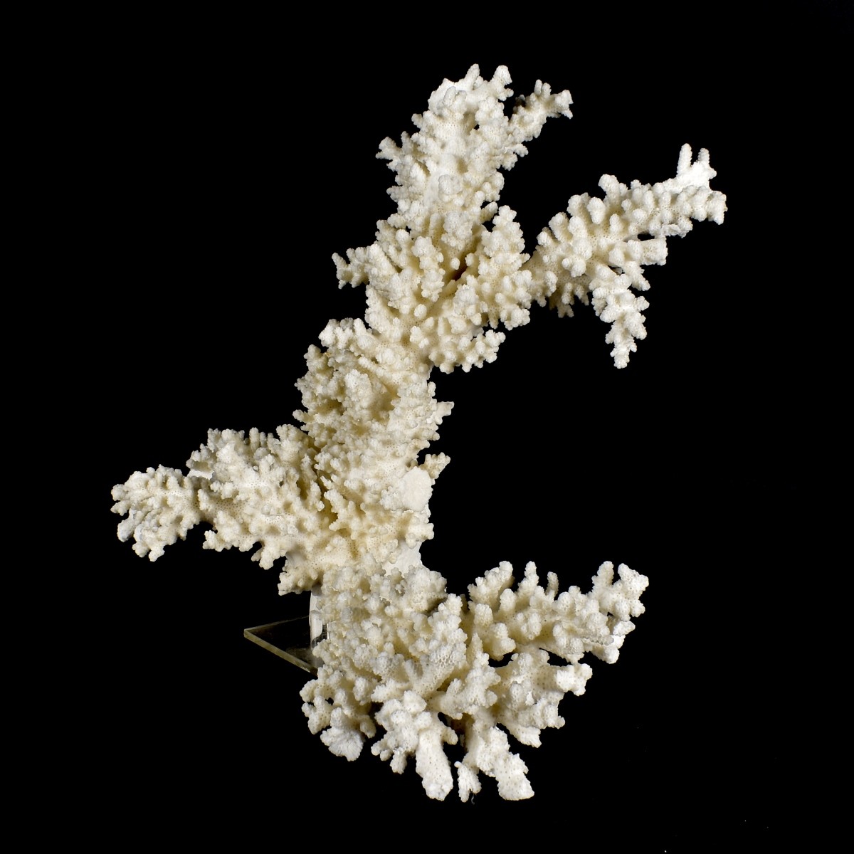 Large Natural Coral Specimen