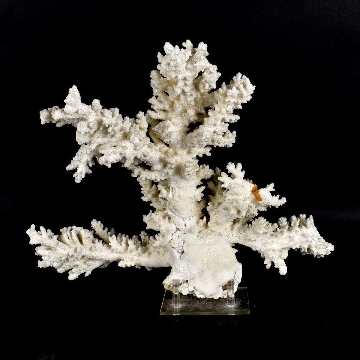 Large Natural Coral Specimen