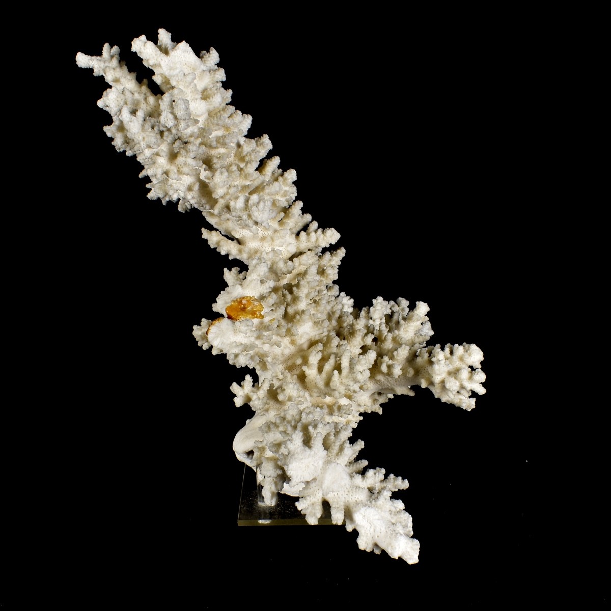 Large Natural Coral Specimen