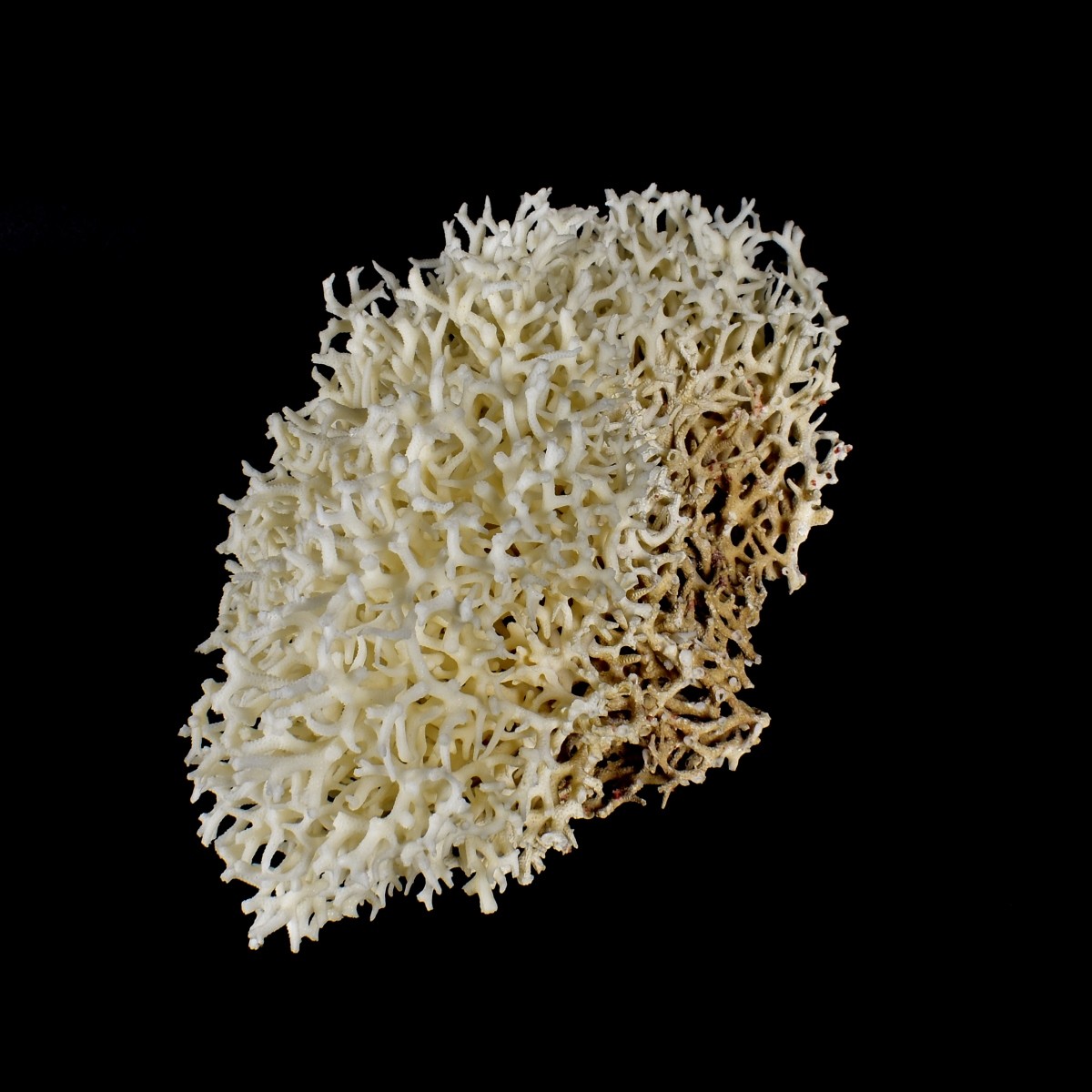 Natural Coral Formation