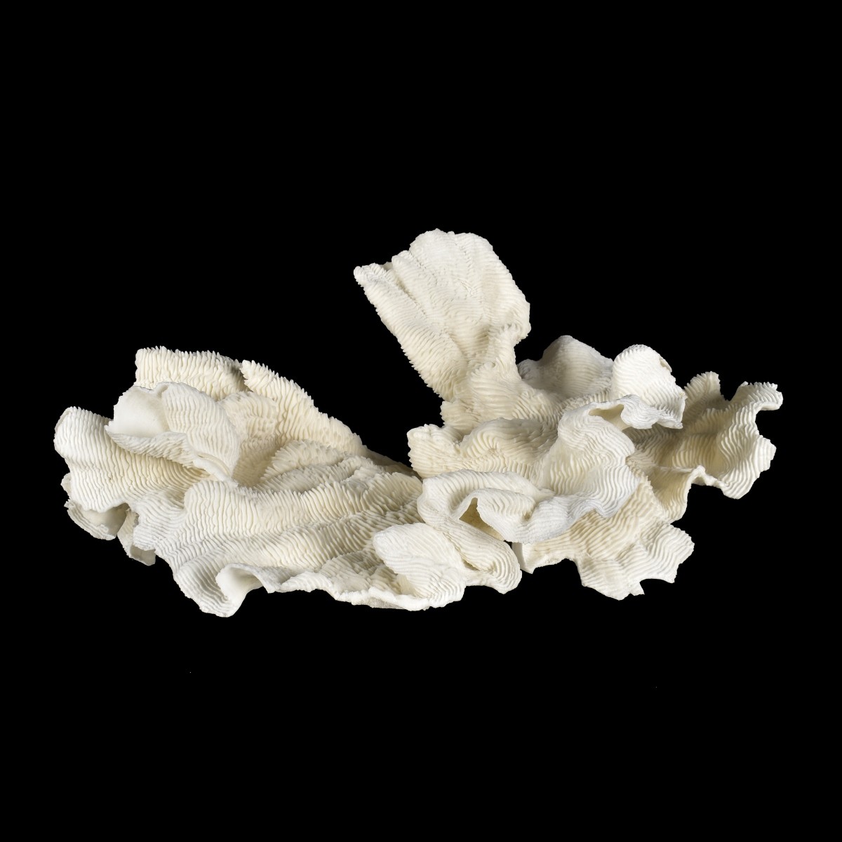 Natural Coral Specimen