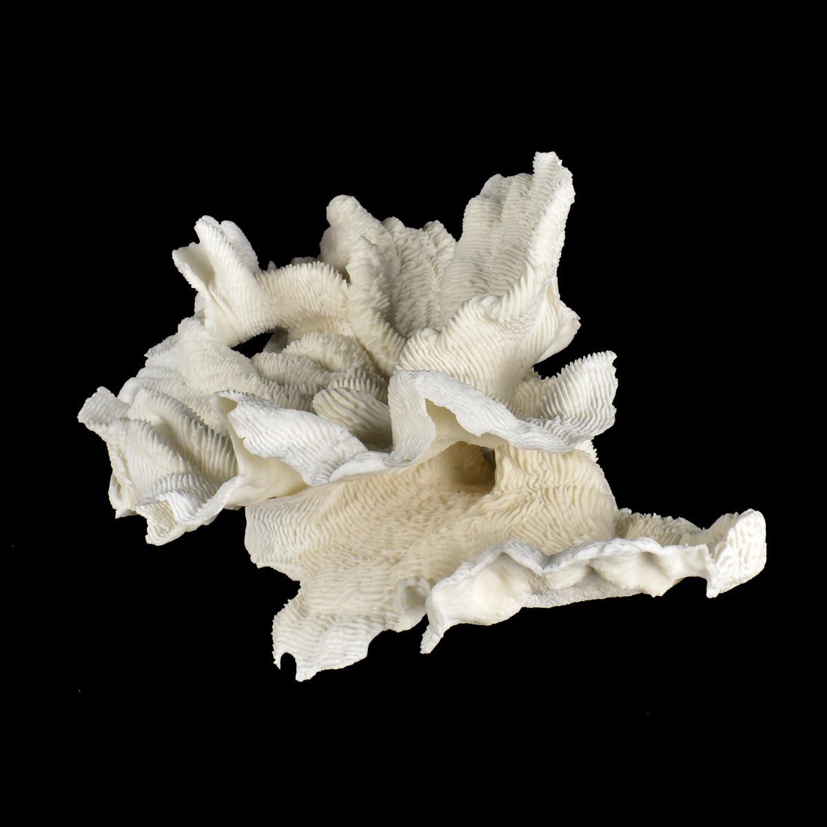 Natural Coral Specimen