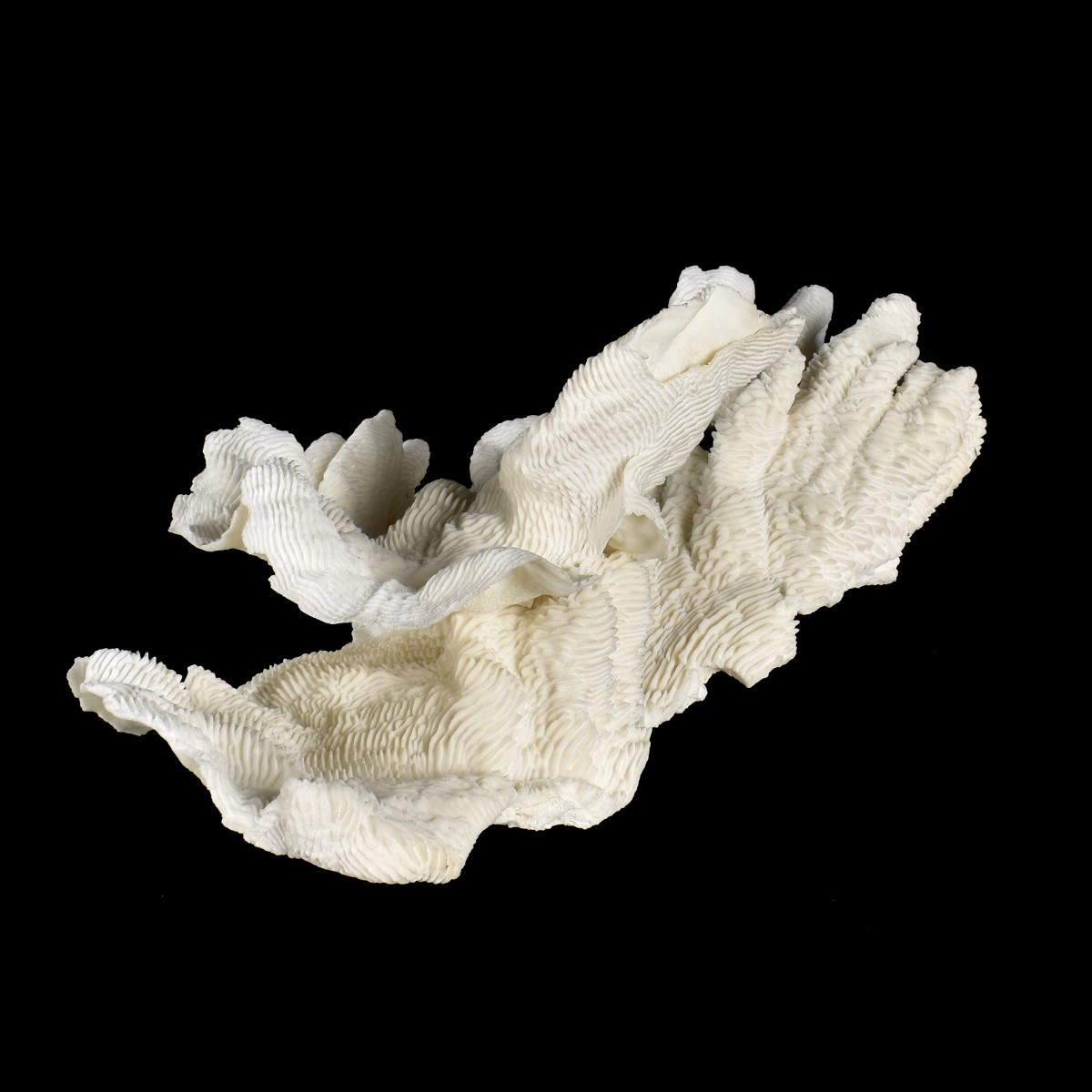 Natural Coral Specimen