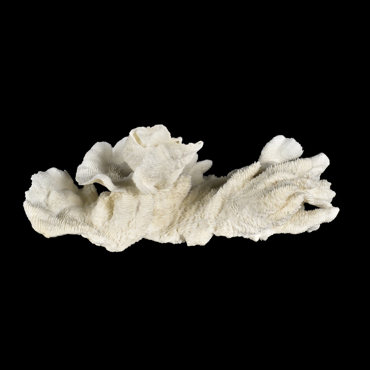 Natural Coral Specimen