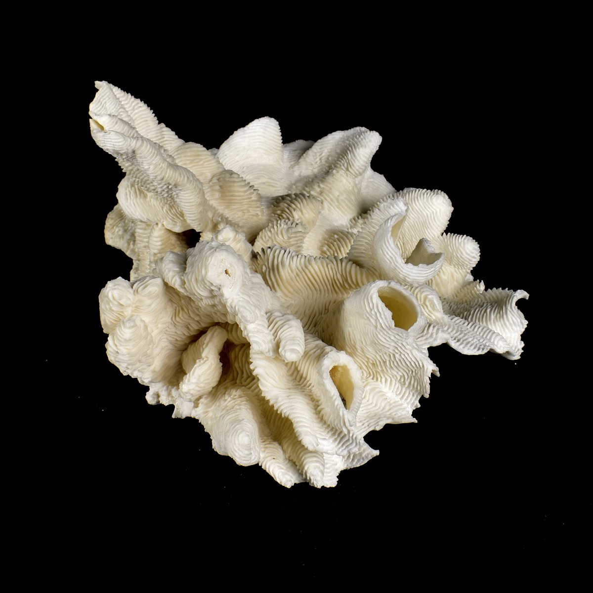 Natural Coral Specimen