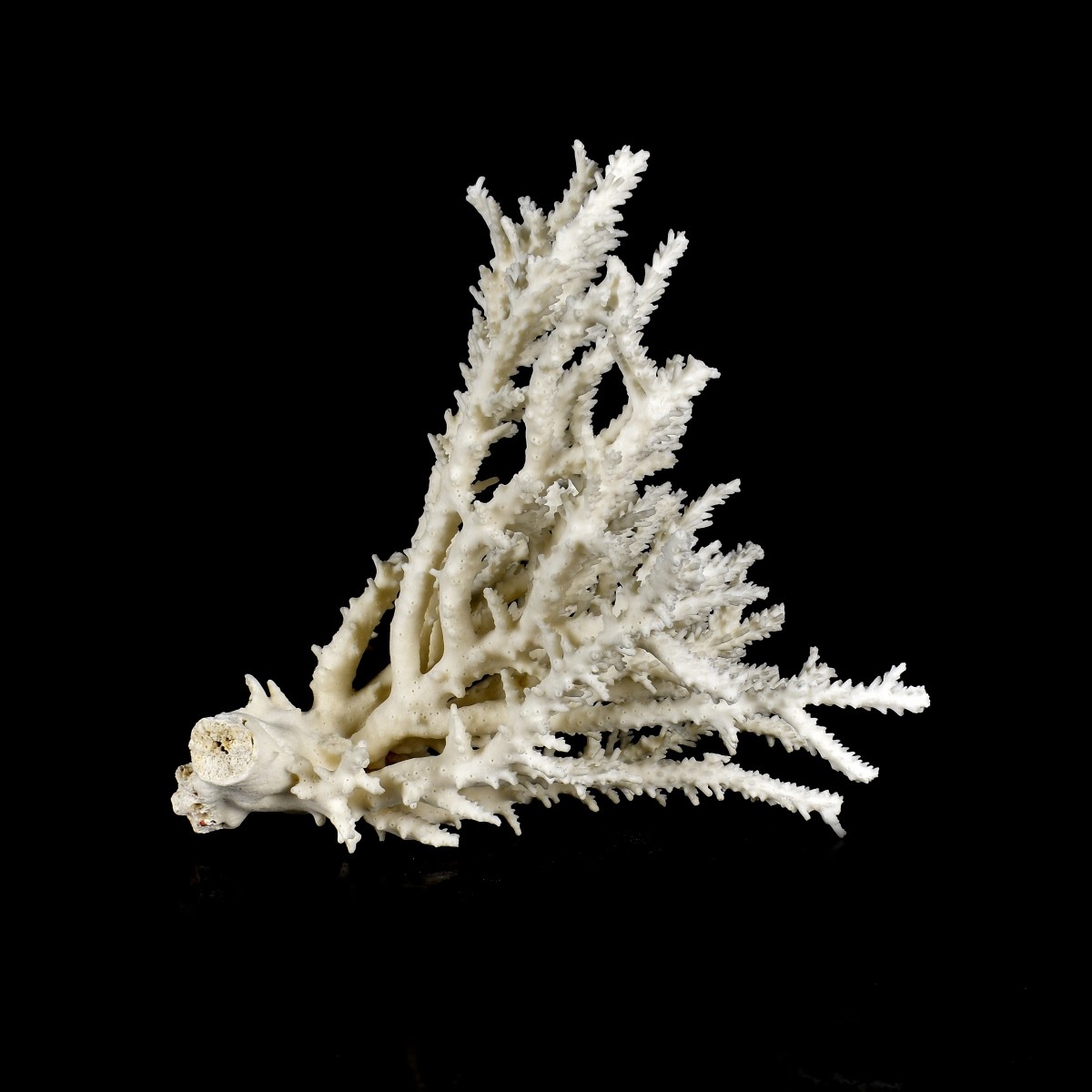 Natural Coral Branch Specimen