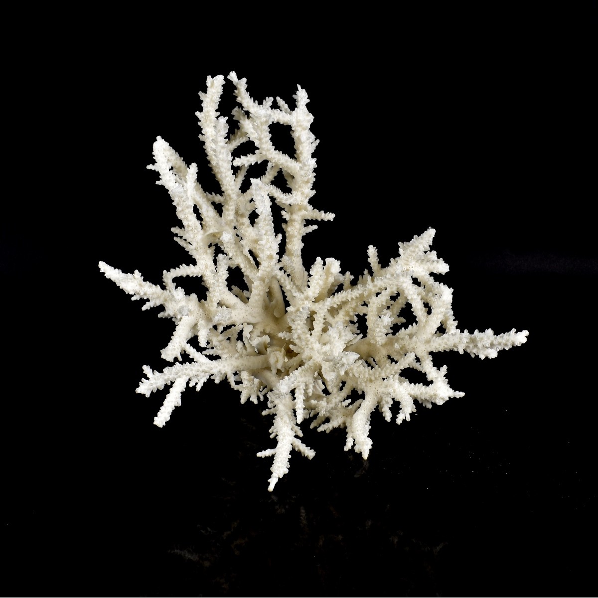 Natural Coral Branch Specimen