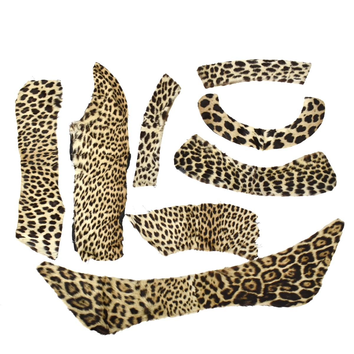 Seven Genuine Leopard Skin Pelts