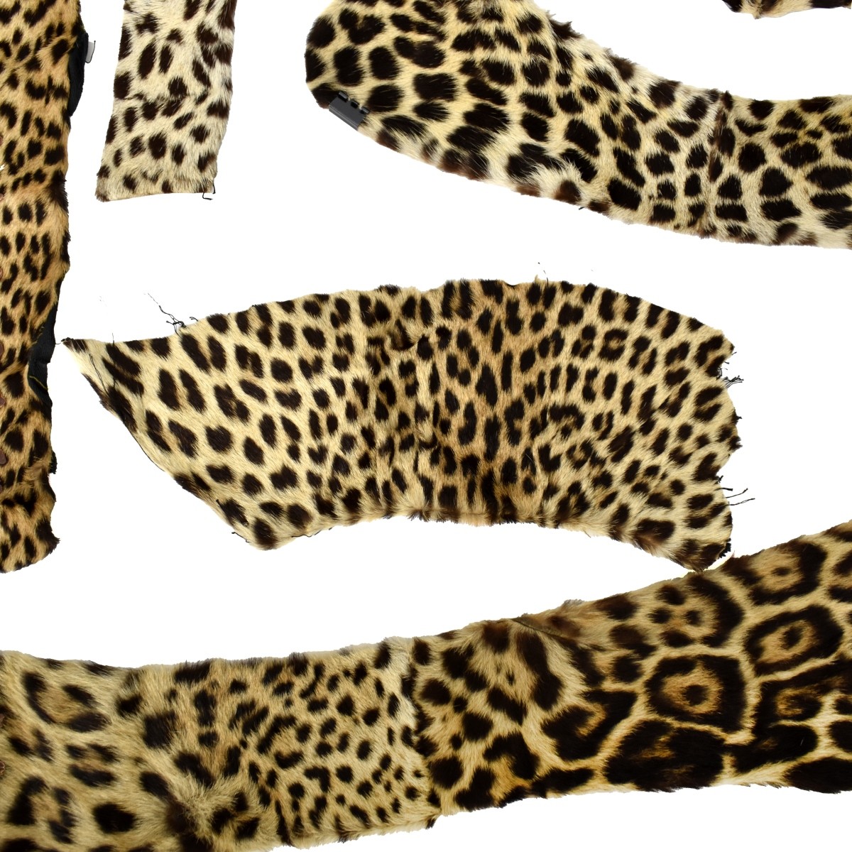 Seven Genuine Leopard Skin Pelts