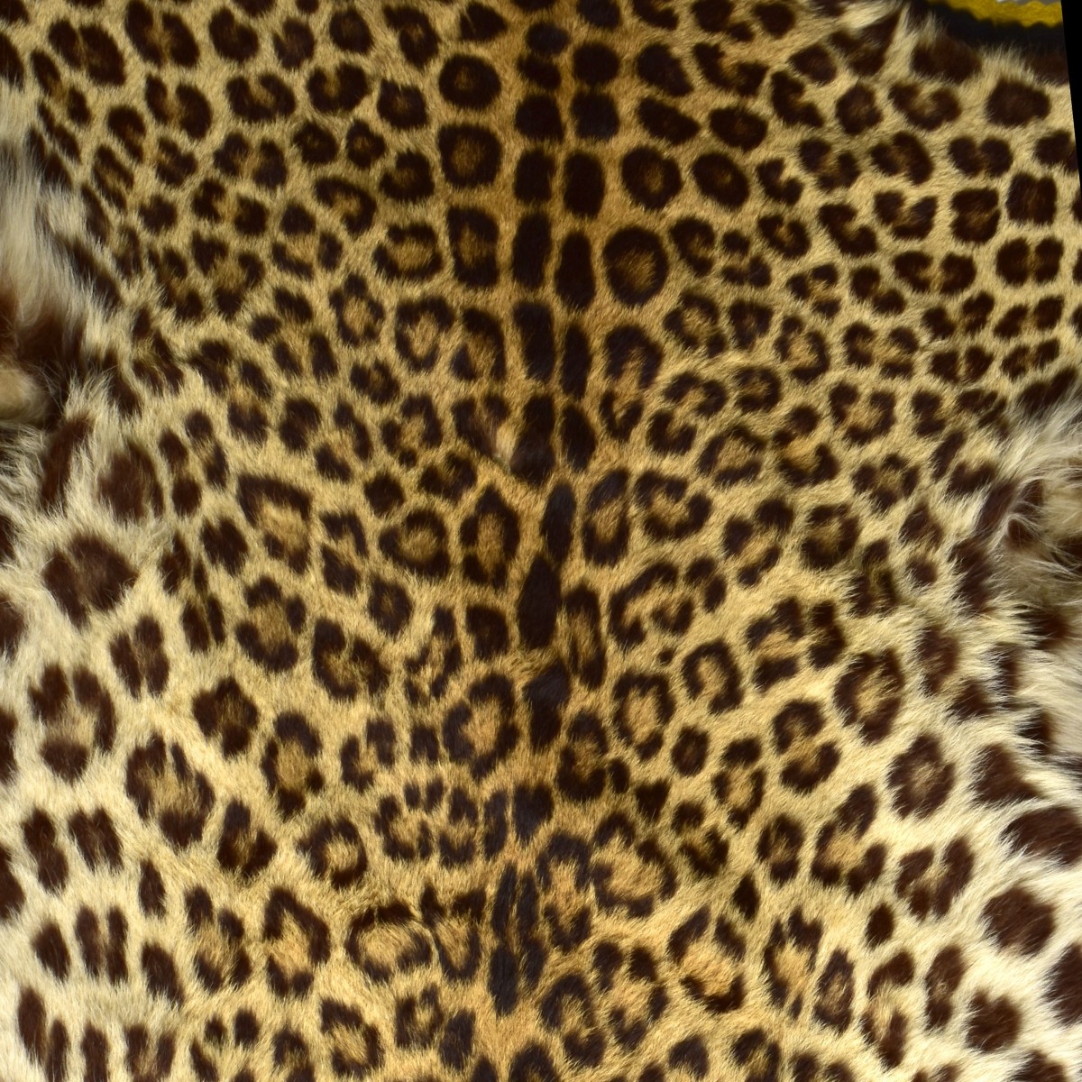 Genuine Leopard Skin Rug