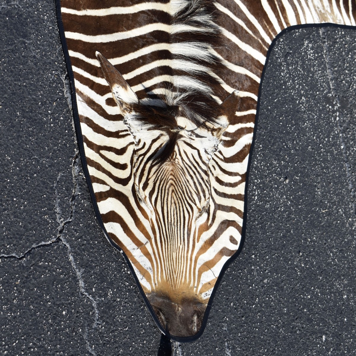 Genuine Hartman Zebra Skin Rug