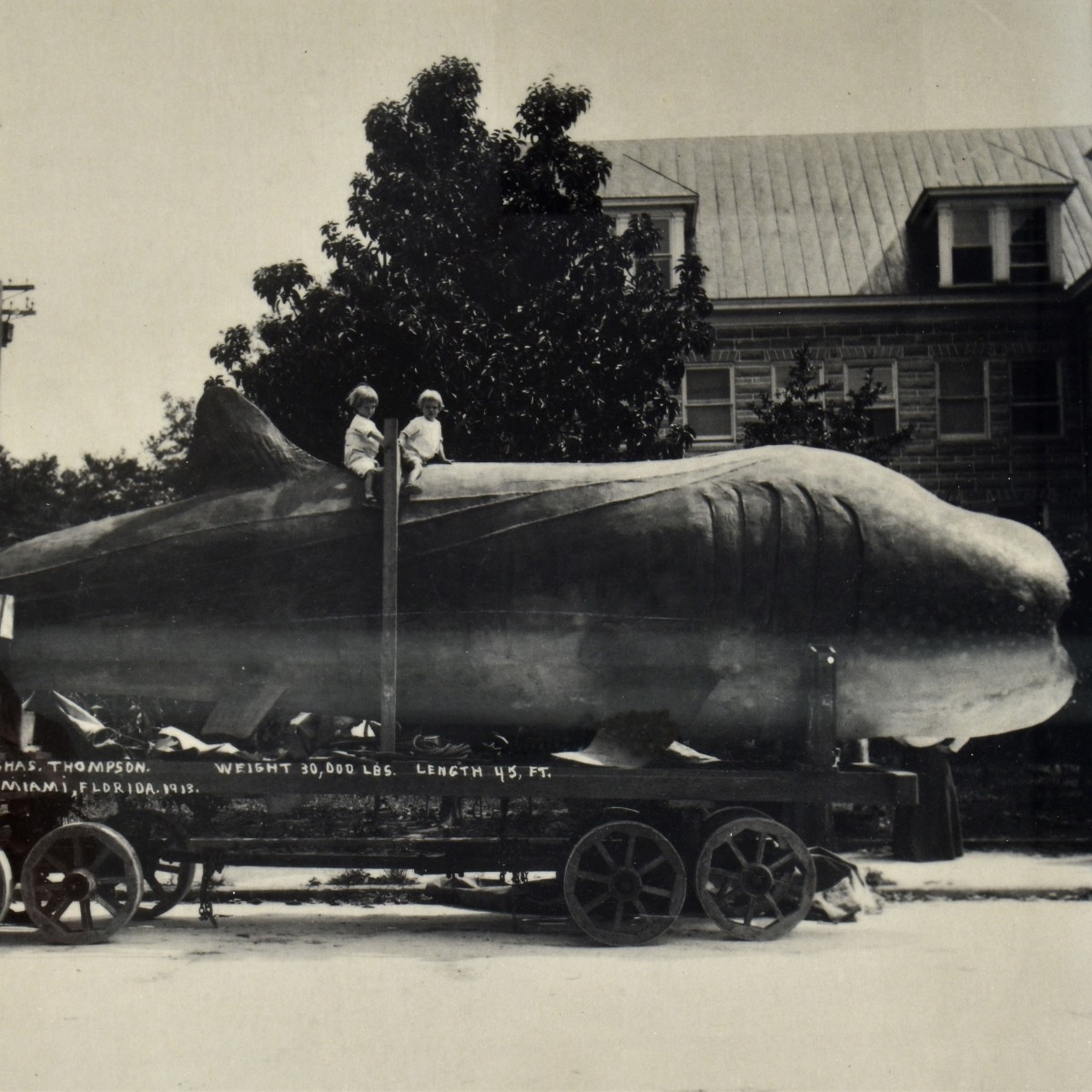 Antique Framed Whale Photo