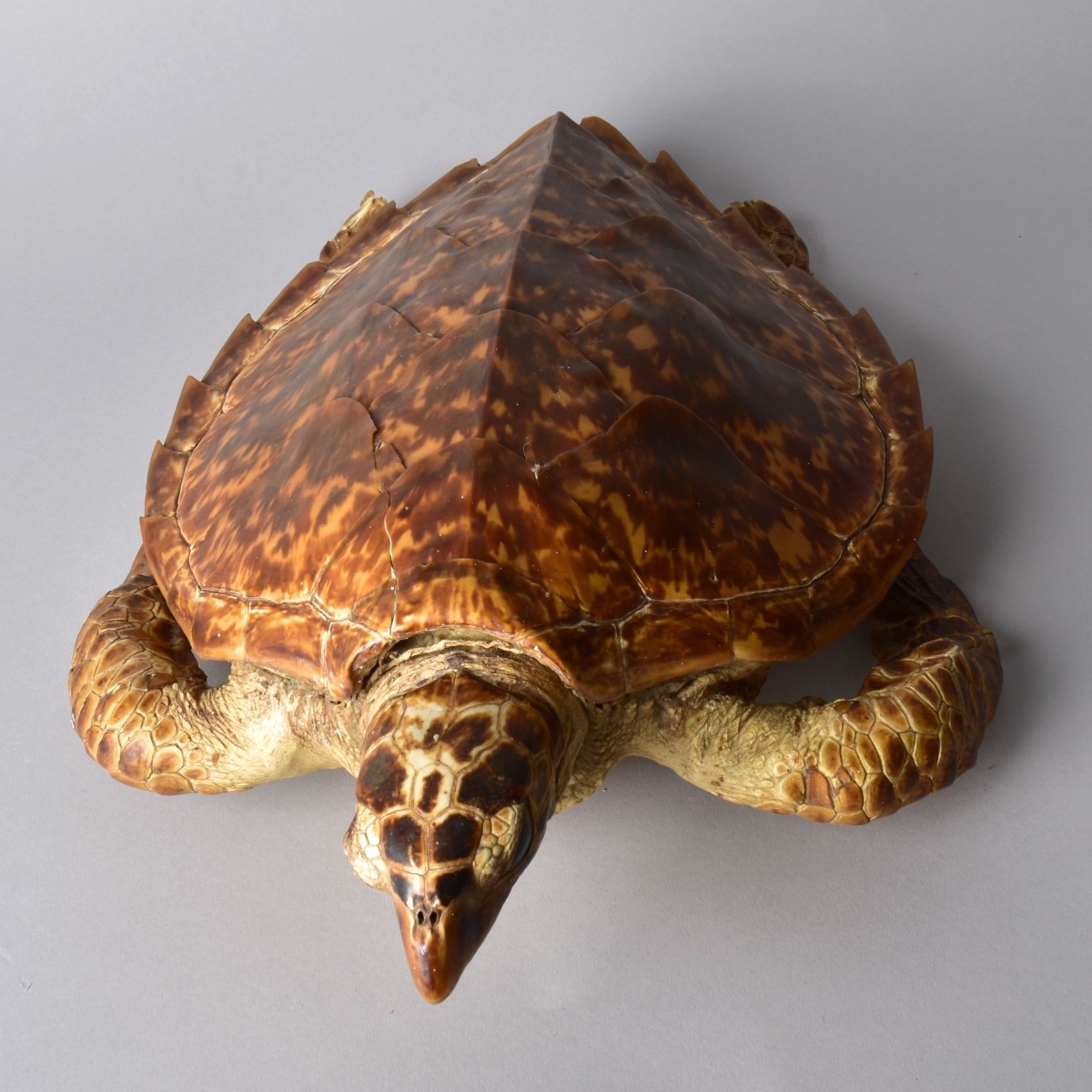 Antique Loggerhead Taxidermy