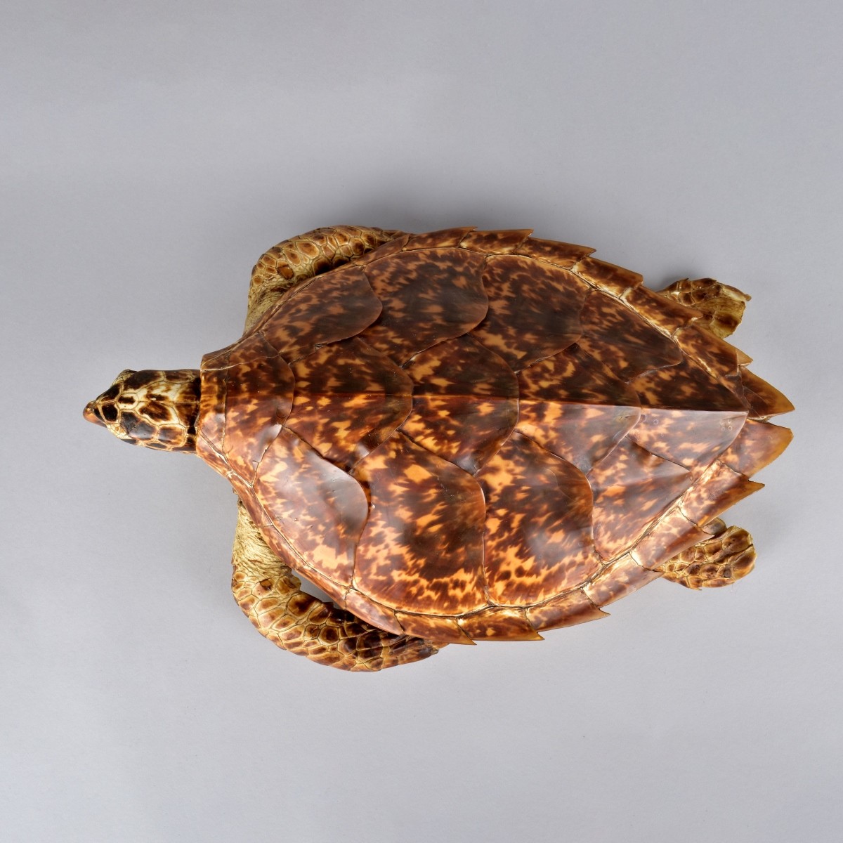 Antique Loggerhead Taxidermy