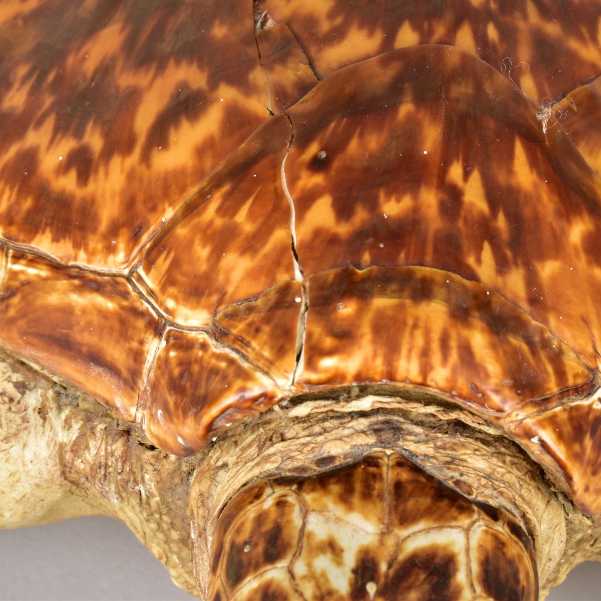 Antique Loggerhead Taxidermy