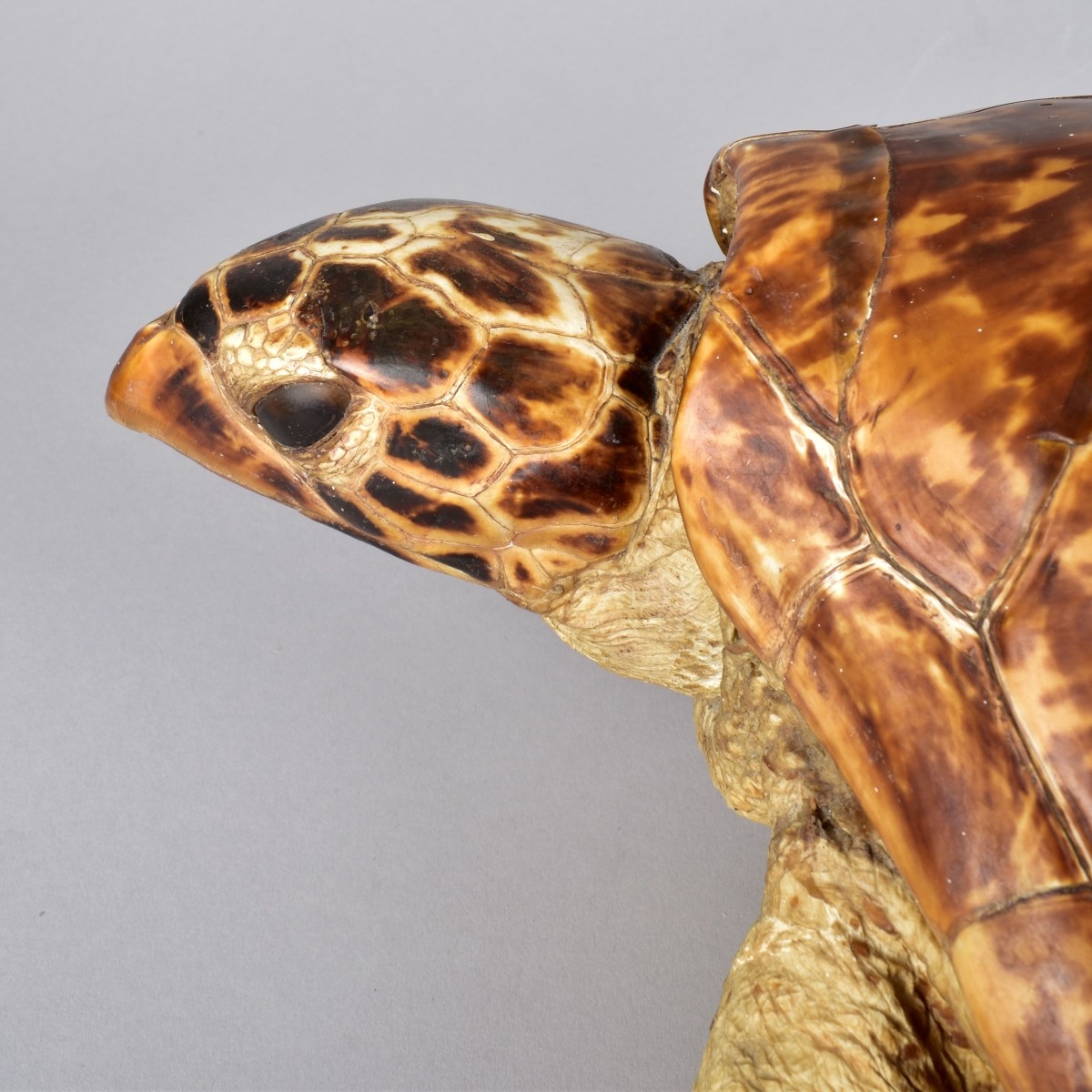 Antique Loggerhead Taxidermy