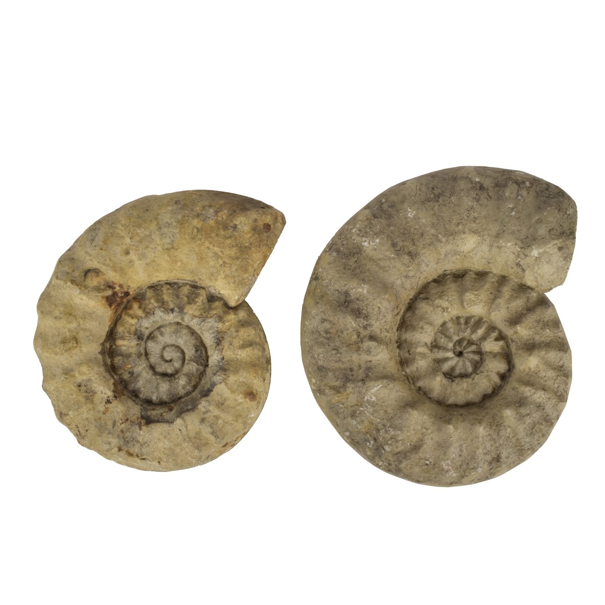 Antique Ammonite Fossils