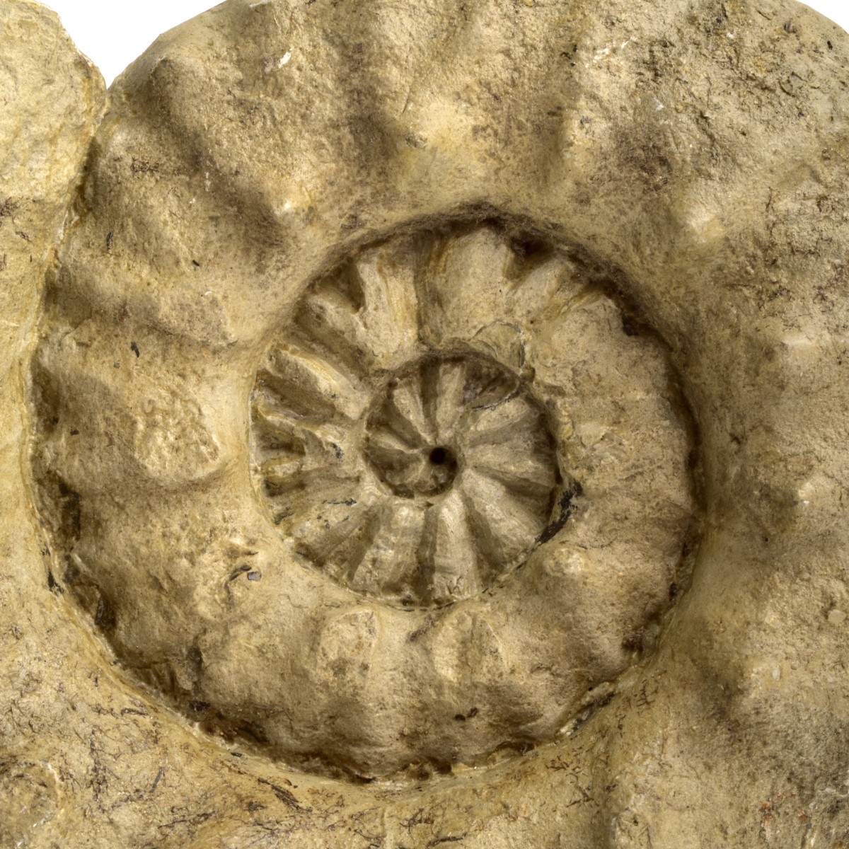 Antique Ammonite Fossils