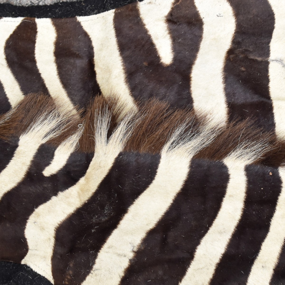 African Zebra Full Skin Rug