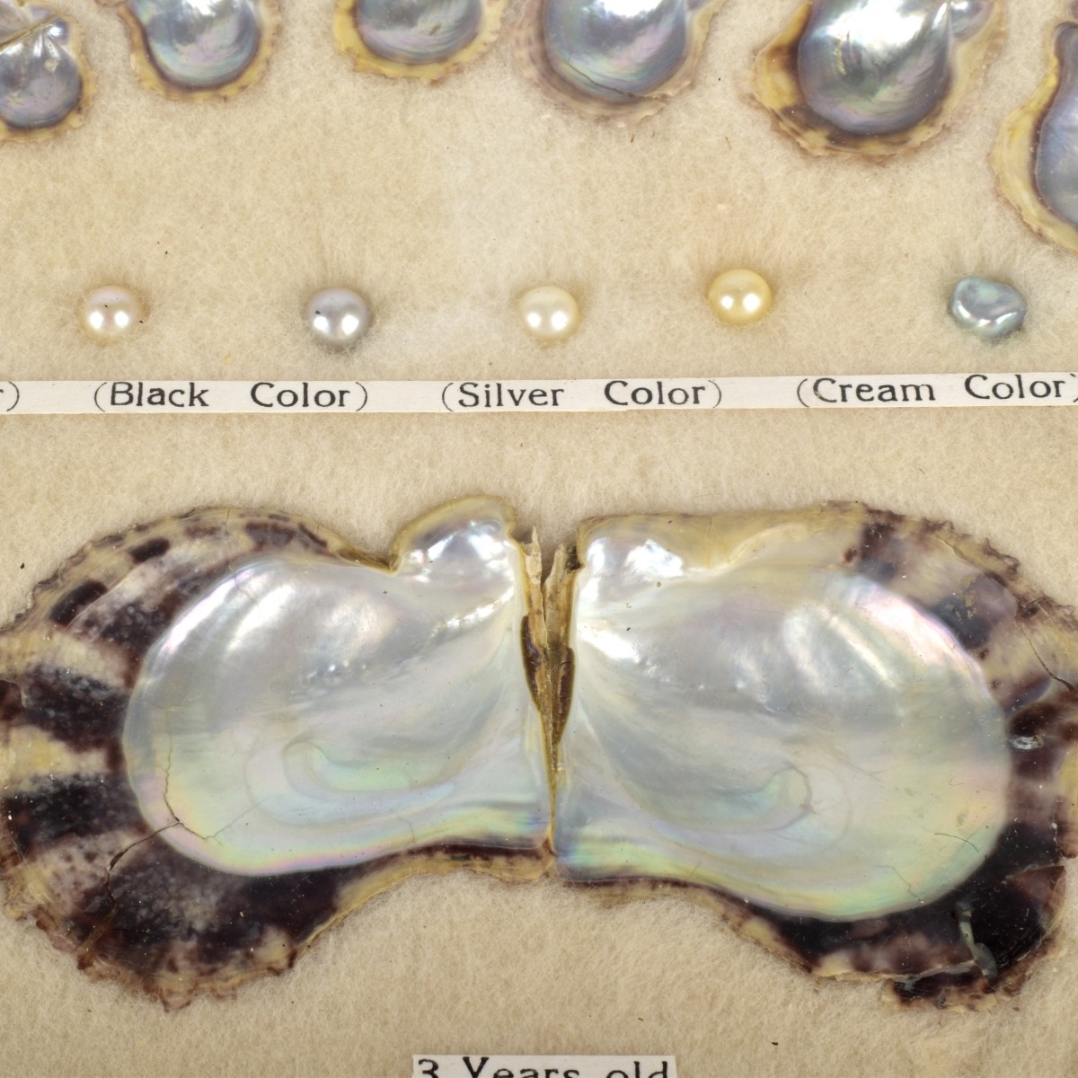 Circa 1940s Cultured Pearl Growth Display