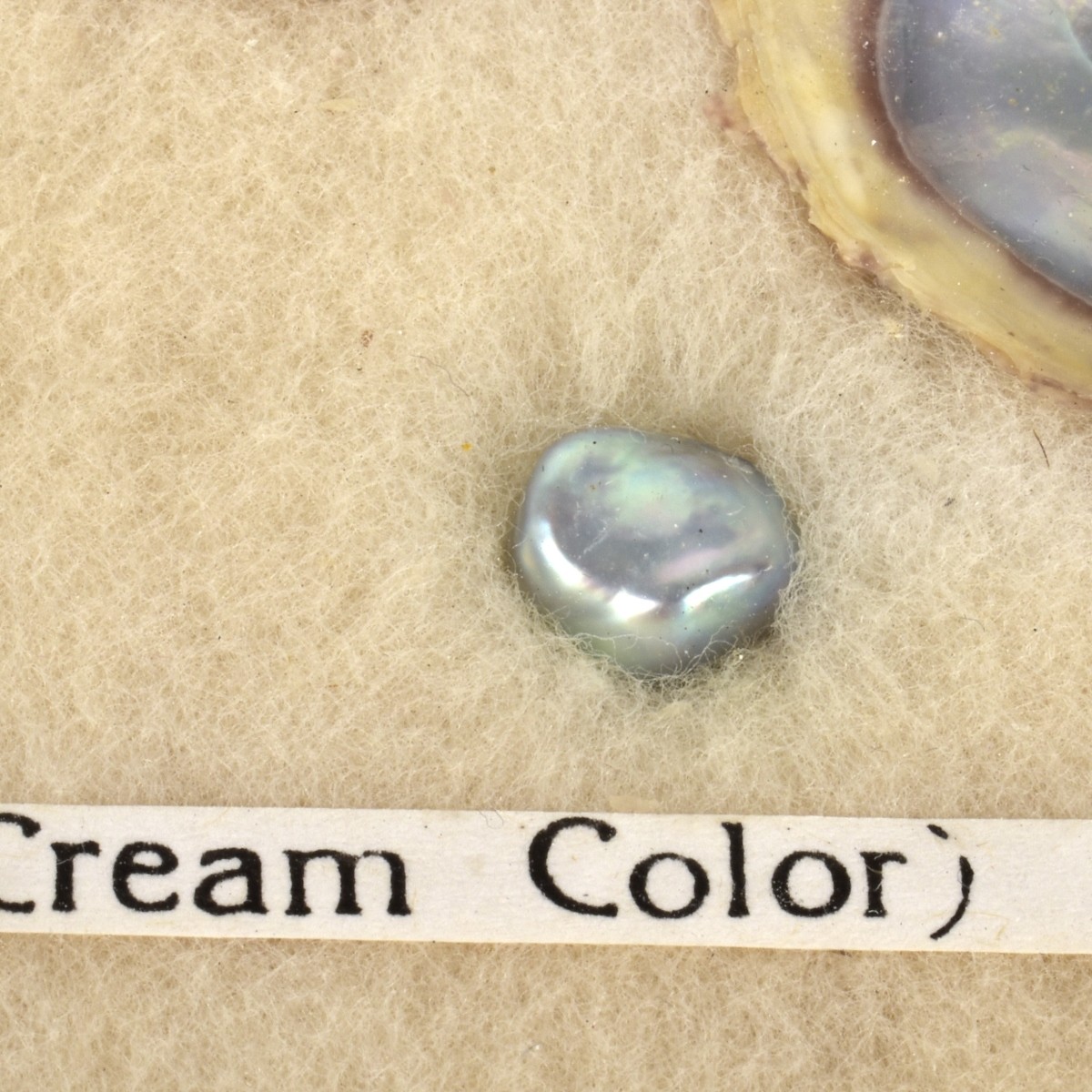 Circa 1940s Cultured Pearl Growth Display