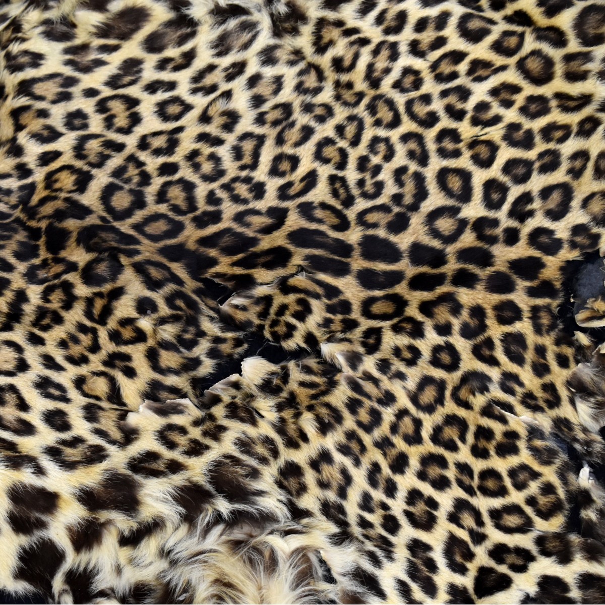 Vintage Leopard Taxidermy Rug