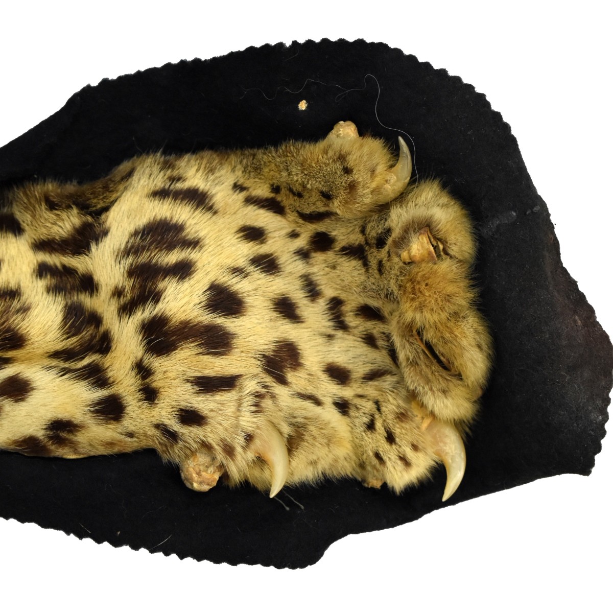 Vintage Leopard Taxidermy Rug