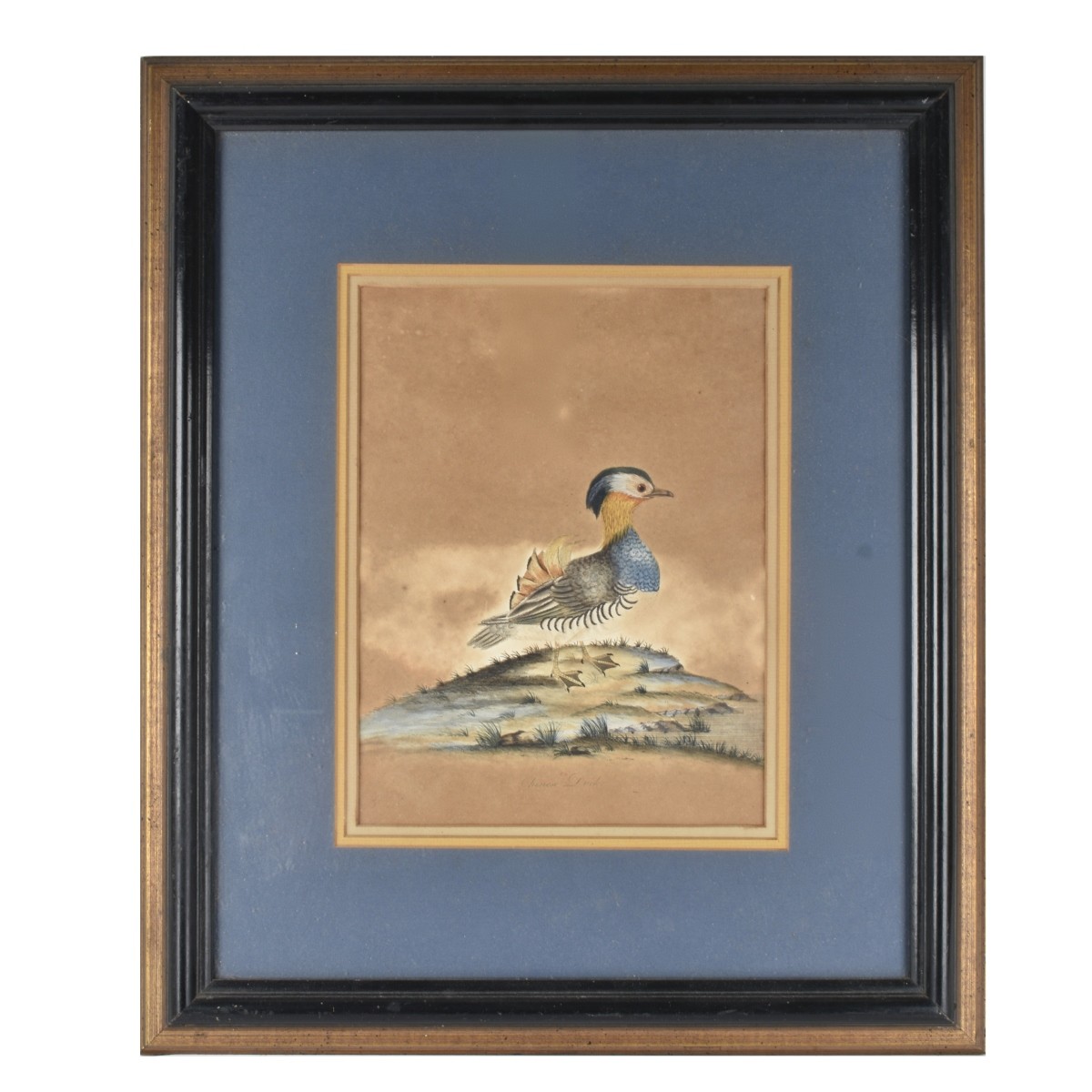 Hand-colored Print "Chinese Duck"