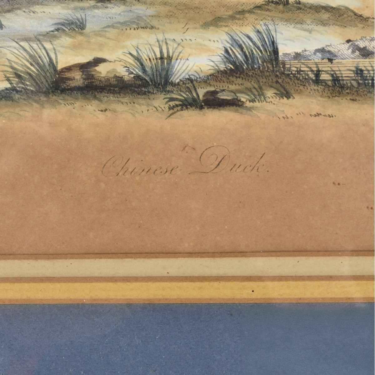 Hand-colored Print "Chinese Duck"